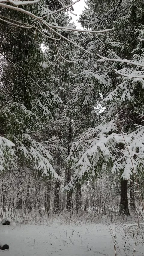 Snowfall in the forest in winter. vertical video Video stock 296692481