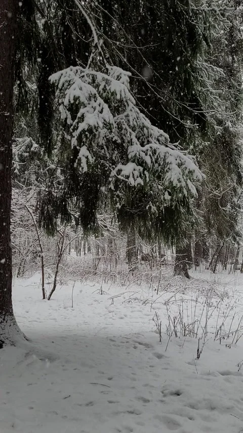Snowfall in the forest in winter. vertical video Stock-Footage 296692560