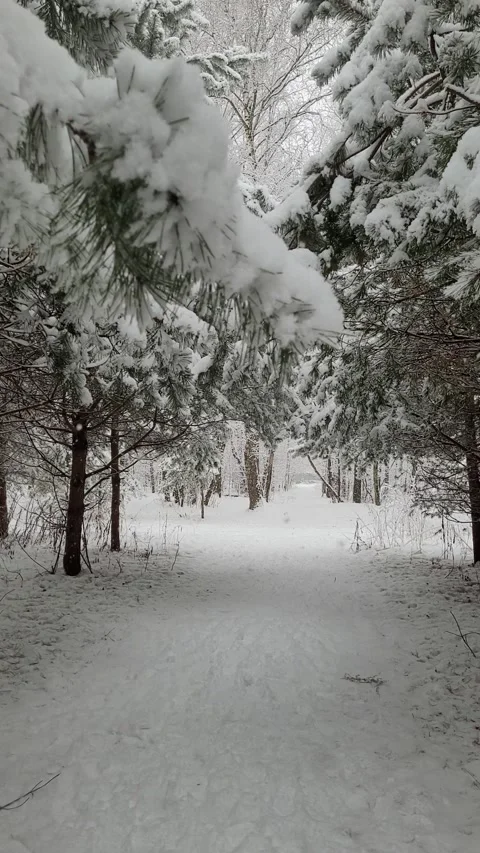 Snowfall in the forest in winter. vertical video Video stock 296692568