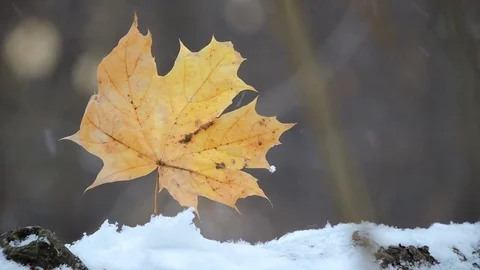 Snowfall in the forest, yellow maple leaf sways in the wind Stock Footage 80738073