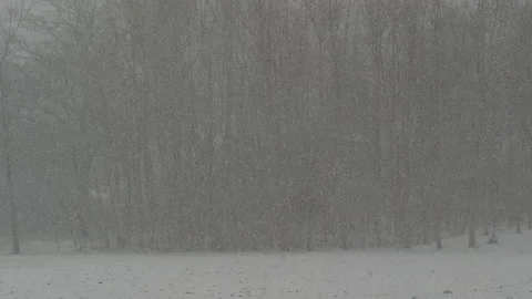 Snowfall in front of copse Stock Footage 166095120