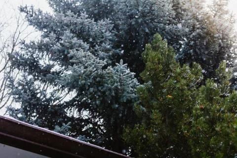 Snowfall in Front of Evergreen Trees in Winter; Pine Trees Stock Photos