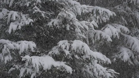 Snowfall in front of fir trees Video stock 71155619