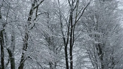 Snowfall in front of trees Stock Footage 236828472