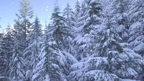 Snowfall on Frosted Pine Trees Animation Stock Footage 325329071