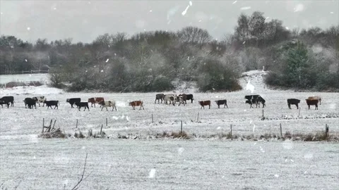 Snowfall on Frozen Grass with Cows Walking in Winter Farm Stock Footage 330279205