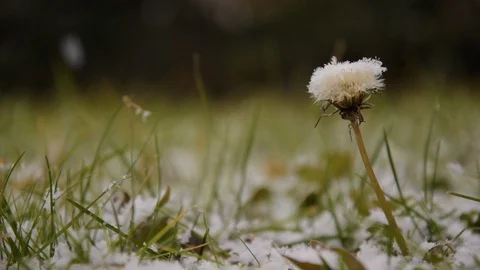 Snowfall in the garden, Dandelion covered by the first snow of January Stock Footage 101843892