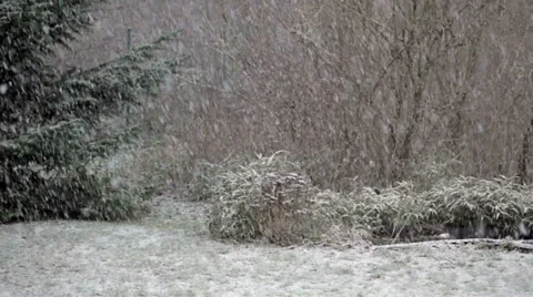 Snowfall in Garden Stock Footage 33290539
