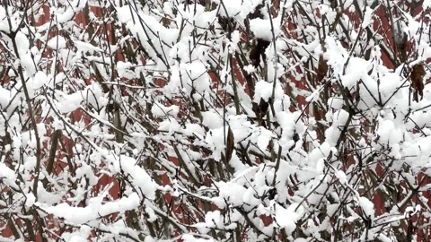 Snowfall in garden Stock Footage 230622520