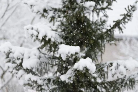 Snowfall in a garden Stock Photos