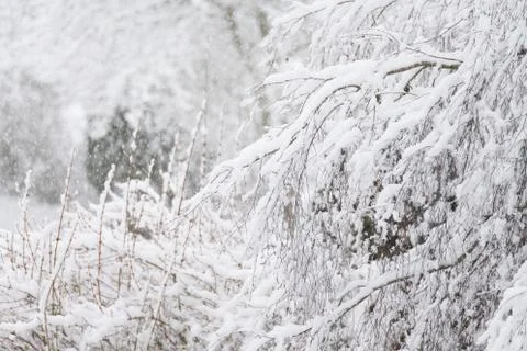 Snowfall in a garden Foto stock