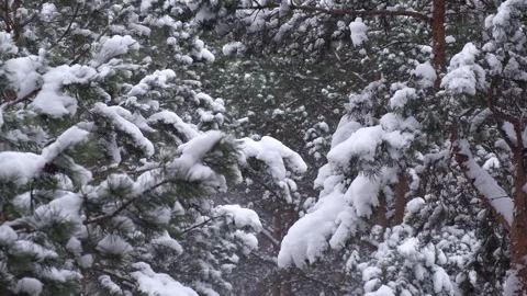 Snowfall gently covering evergreen pine trees. closeup. Stock Footage 321231661