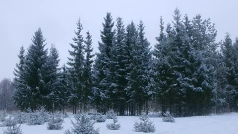 Snowfall gently covering pine forest in serene winter landscape Stock Footage 312984152