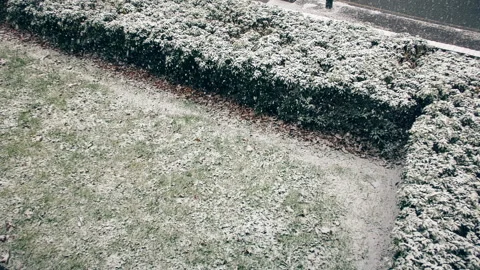 Snowfall. Grass and bushes in the backyard. Stock Footage 87102319