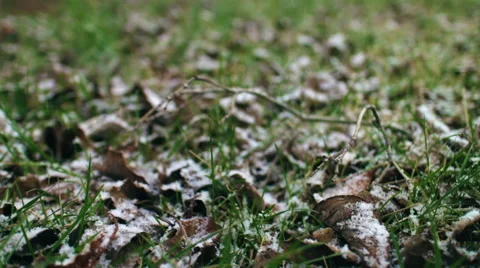 Snowfall on Grass Stock Footage 68919354