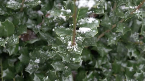 Snowfall on green leaves Stock Footage 151858938