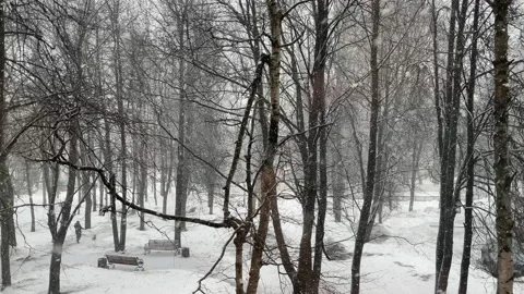 Snowfall heavy cold Vidéo 149396981