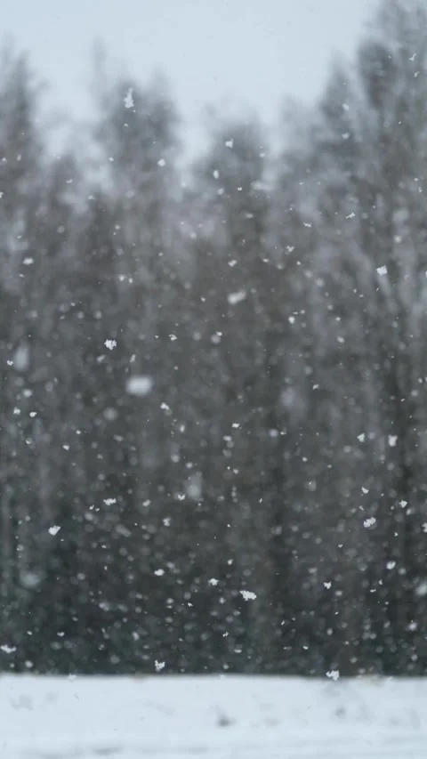 Snowfall heavy snow against the background of the forest Video stock 303717527
