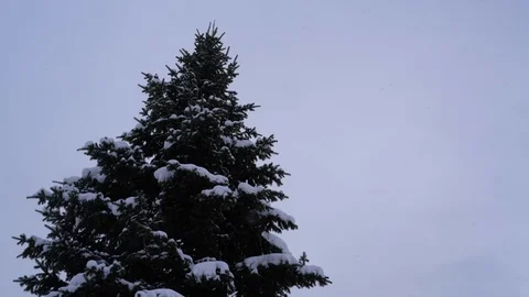 Snowfall High Fir 스톡 동영상 103151123