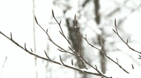 Snowfall - high key branches Stock Footage 333571