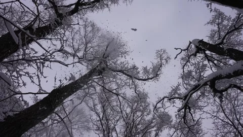 Snowfall Hits Bare Tree in Winter Storm Stock Footage 305957900
