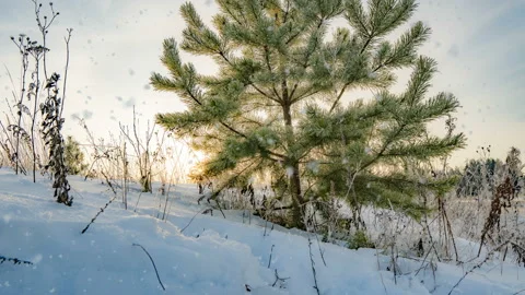 Snowfall with hyper Time lapse from a beautiful winter landscape, a young pine Stock Footage 122491970