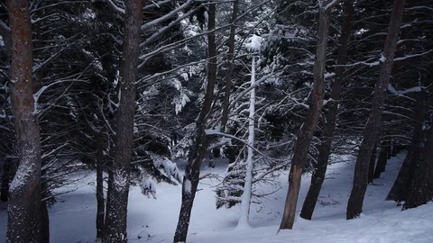 Snowfall inside the forest in Sierra Nevada Stock Footage 70871138