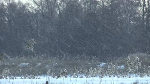 Snowfall at a lake in front of a forest Stock-Footage 49703430