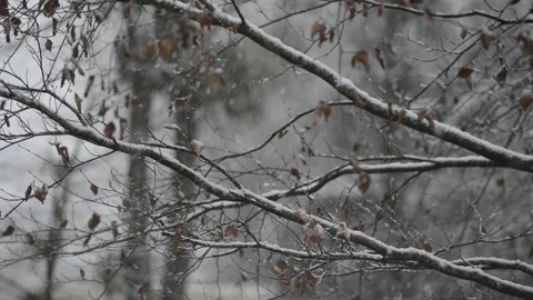 Snowfall landscape in the woods Stock Footage 168731436