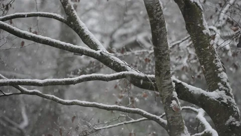 Snowfall landscape in the woods Stock Footage 168731444