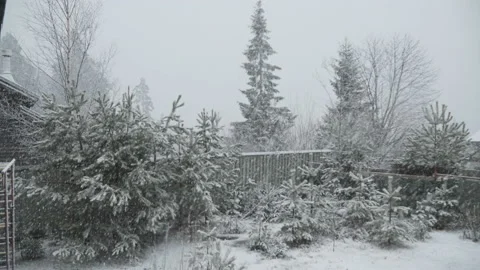 Snowfall, large flakes of snow fall on the branches of coniferous trees. Stock Footage 130124642
