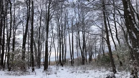 Snowfall large flakes of snow fall, winter forest Stock Footage 283666030
