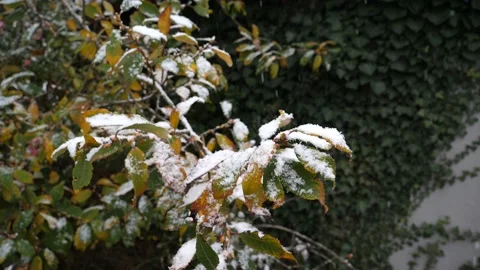 Snowfall in late autumn November snowflakes falling on green and yellow tree lea Stock Footage 166002853