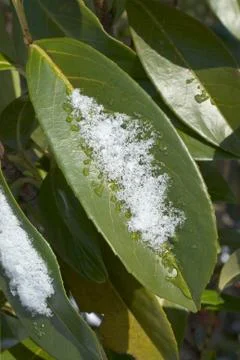 Snowfall on leaves Stock Photos
