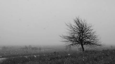 Snowfall in March Vídeo Stock 150705020