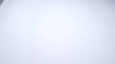 Snowfall in middle of the day. Snowflakes fall in flakes against the white sky. Stock Footage 262577471