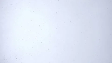 Snowfall in middle of the day. Snowflakes fall in flakes against the white sky. Stock Footage 262577538