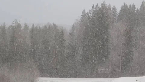 Snowfall in mixed forest Stock Footage 70812825