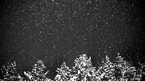 Snowfall at night against the background of trees. Stock Footage 84712200