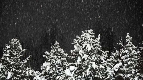 Snowfall at night against the background of trees. Stock Footage 84712287