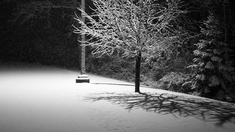 Snowfall at night with backlit tree and shadows on glistening new snow Stock Footage 120146610