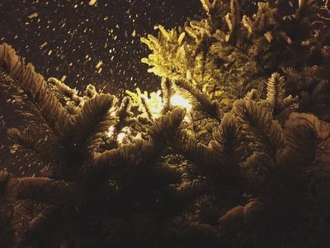 Snowfall at night, fall on the branches of a spruce Stock Photos