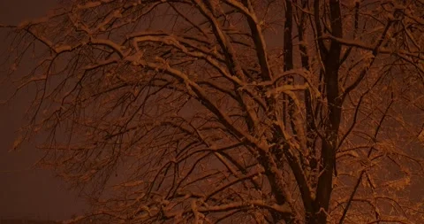 Snowfall at night Stock Footage 146479478