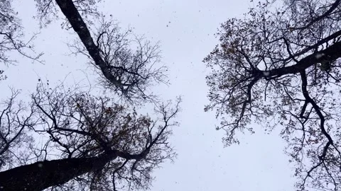 Snowfall in to the oak forest. Snowflakes flying among the branches of the trees Stock Footage 258243394