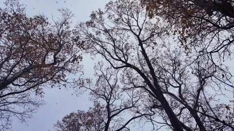 Snowfall in to the oak forest. Snowflakes flying among the branches of the trees Stock-Footage 258243434
