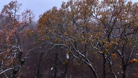 Snowfall in to the oak forest. Snowflakes flying among the branches of the trees Vídeo Stock 258243439