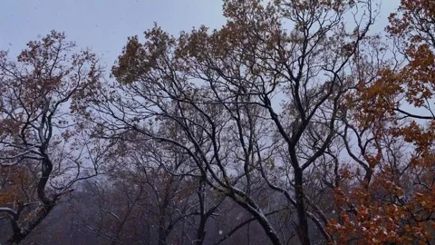 Snowfall in to the oak forest. Snowflakes flying among the branches of the trees 스톡 동영상 258243756