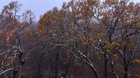 Snowfall in to the oak forest. Snowflakes flying among the branches of the trees Video stock 258244432
