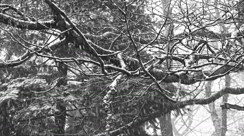 Snowfall in oak tree forest Stock Footage 415441