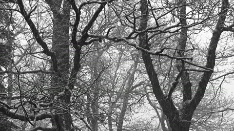 Snowfall in oak tree forest Stock Footage 415455